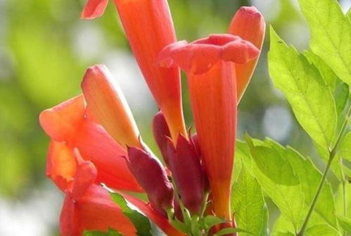 凌霄花的美， 美得让人陶醉