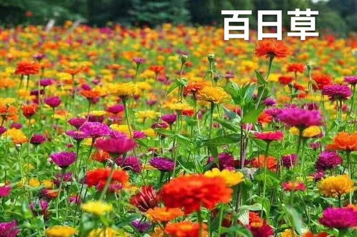 百日草草花栽培管理技术中，如何有效防治百日草草花病虫害