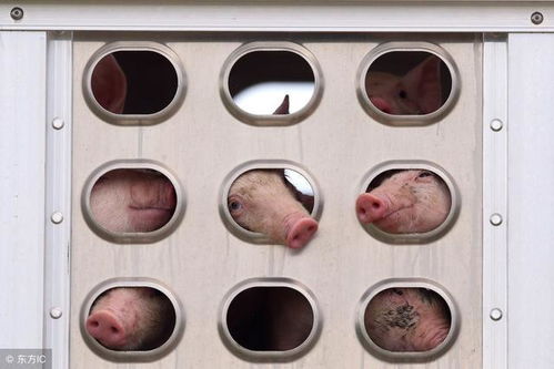 如何实现保育仔猪从环境到用药的精细化管理攻略？