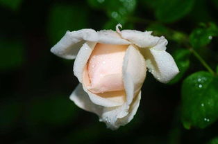 月季花种植的小技巧