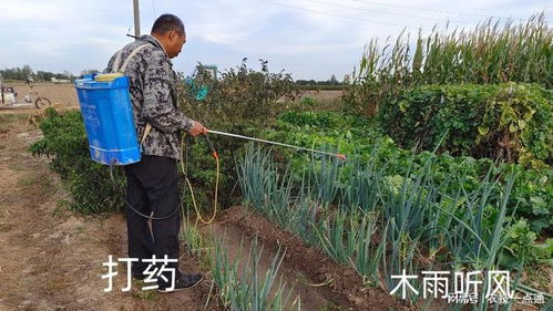 夏天喷农药，上午还是下午喷Zui好？