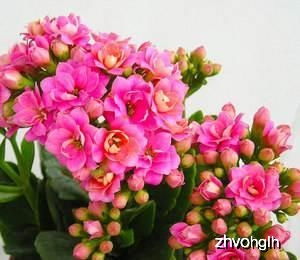 寓意美好花卉：养护省心， 大气磅礴