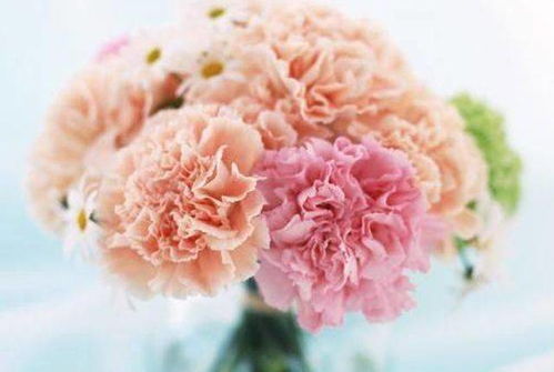 康乃馨的花语是花开的勇气与真爱之花