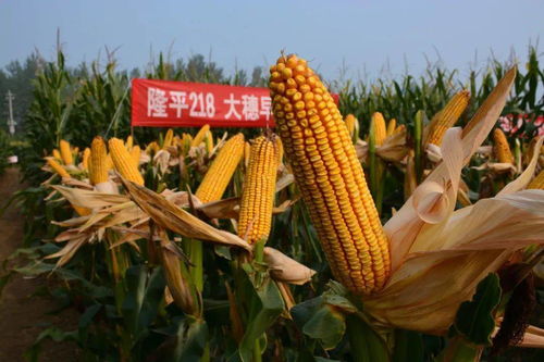 夏玉米最佳播种时间是什么时候？晚播种会影响产量吗