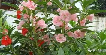 四季凤仙花如何根据不同季节调整浇水频率