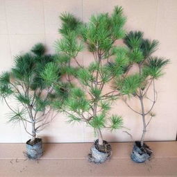 油松高床育苗亩播种量条播与撒播成本及出苗率控制技巧