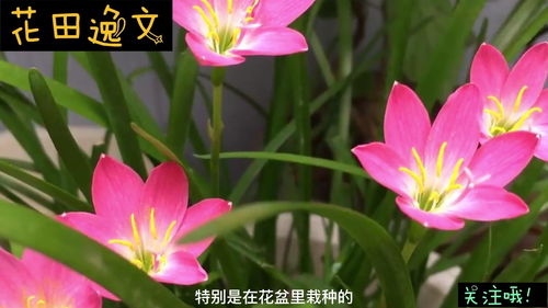 风雨兰不在花期怎么养护才能让它
绽放