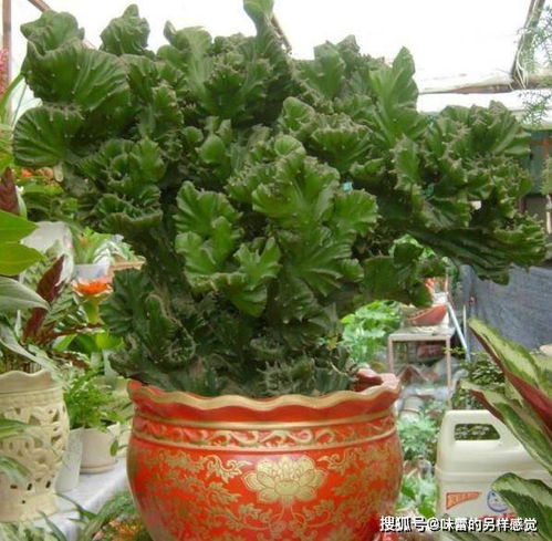 葫芦：福禄双全， 辟邪保平安