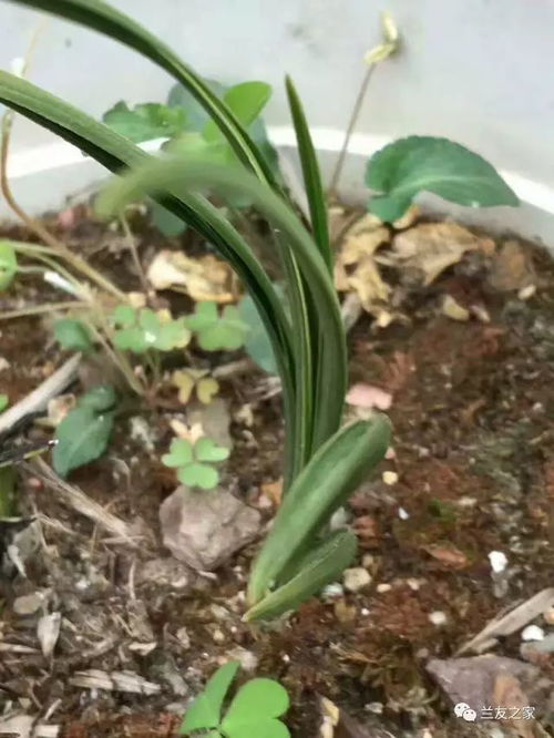 冬季如何给兰花保暖？