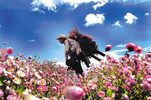 矮生花卉推荐：藏报春