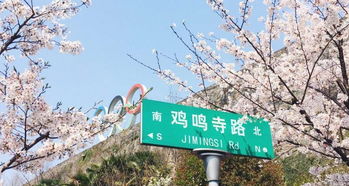 樱花图片大全大图？精选绝美樱花不容错过