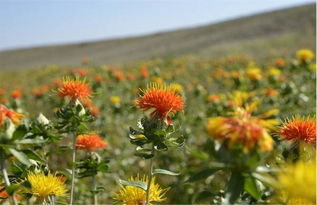 红色系花卉的秘密：广东人的偏爱