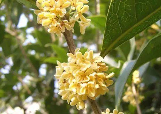 桂花月月开， 品种揭秘