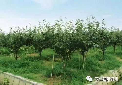 桉树除草剂的选择与使用