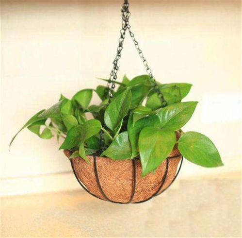 修剪与施肥结合