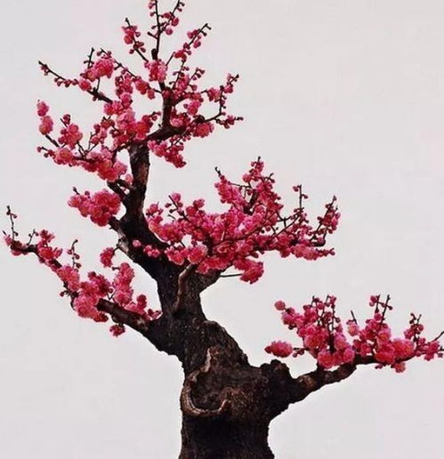 红梅， 冬日里的火红精灵