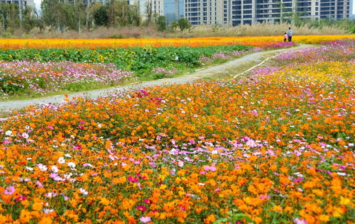 花香四溢·诗意盎然花海