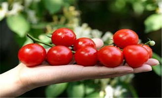 第六章：圣女果的管理