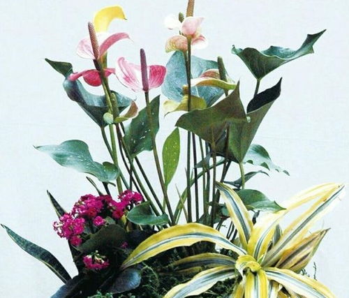 特殊形态的修剪