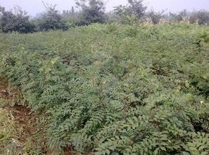 花椒苗种植如何提高成活率？有哪些关键技术要点需要注意？