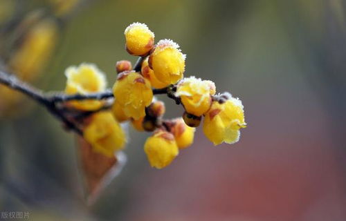 腊梅在八月份移栽的可嫩性