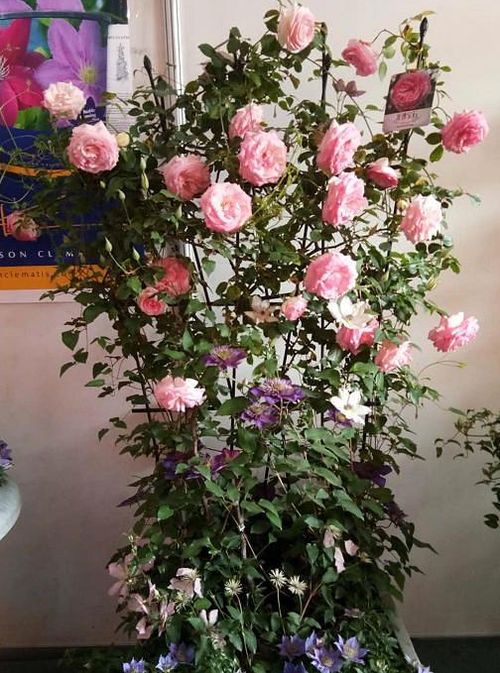 冬季保护：温暖过冬的小棉袄