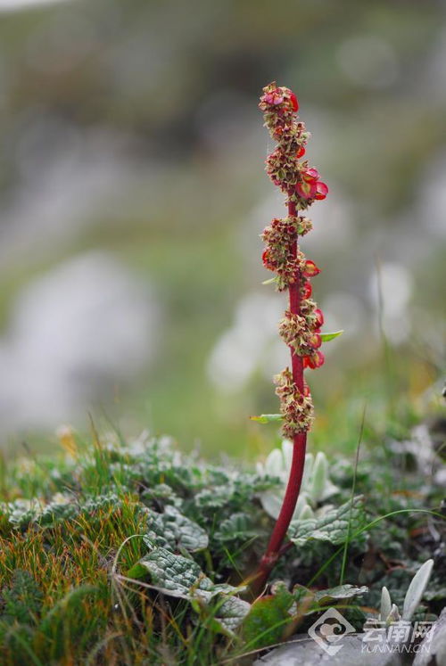 高山的生命奇迹