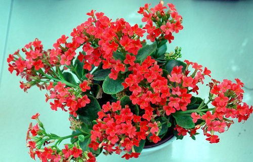 羽叶茑萝花开的秘密