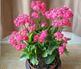 芙蓉花种球收获后，如何正确养护与处理