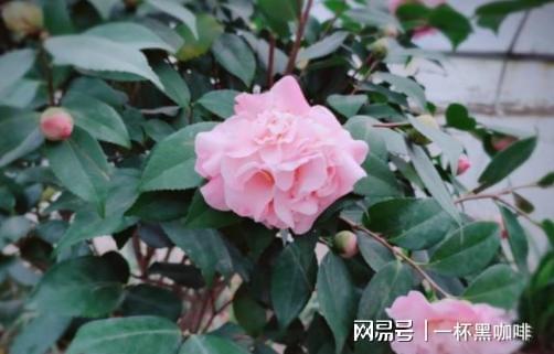 茶花怎么养？上什么肥料好
