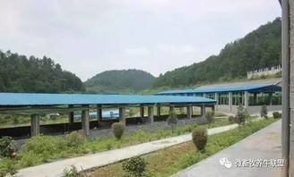 养猪场地势平坦，排水良好