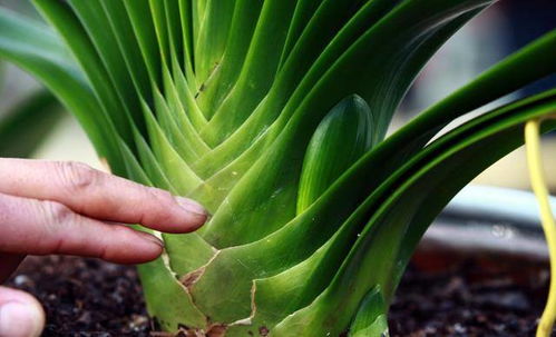 多菌灵：君子兰消毒的好帮手