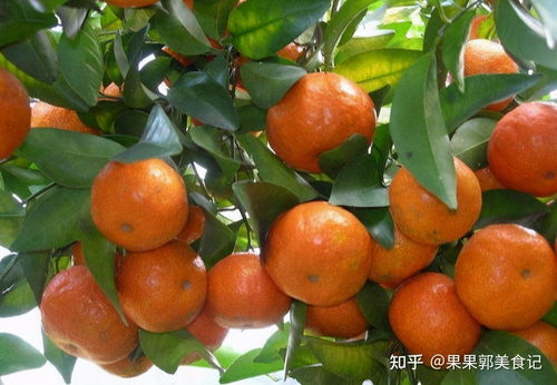 贡桔和沙糖桔怎么挑？果农教你选到好吃的桔子