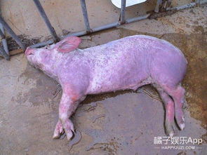 春季如何防非？猪场如何避开7大漏洞远离非洲猪瘟？