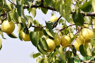 梨树6个生长期的农药防治病虫害措施