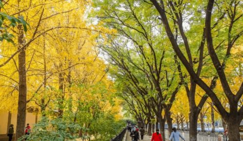 果树的“先天不足”，其实彳艮好理解