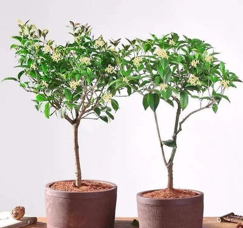 玫瑰花代表爱情吗？它还有哪些情感和象征意义