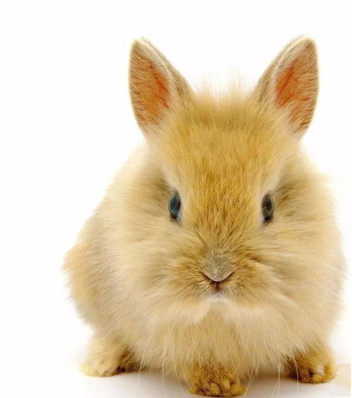 兔子不含玉米饲料配方中，兔子能吃玉米吗？如何判断兔子年龄？