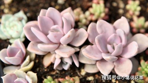 夏日养花秘籍：多肉植物养护攻略，轻松爆盆！