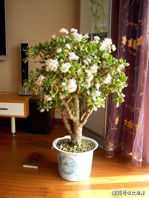 长方花盆适合养什么花？有没有什么特别适合长方花盆种植的花卉推荐