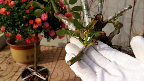 树状月季嫁接：从入门到精通