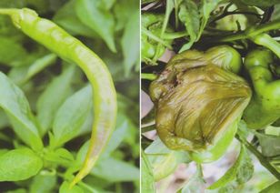 防治辣椒烂杆， 我有妙招