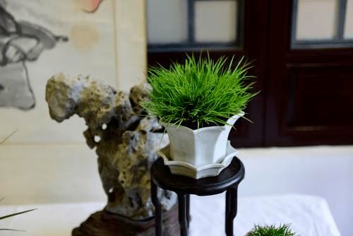 菖蒲：古韵悠长的象征