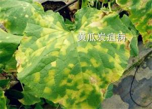 百菌清：农业防治的神秘高手