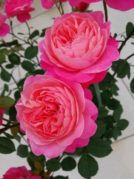 紫罗兰宝石月季：紫色的小公主