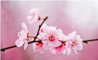 白色的桃花， 纯洁无瑕