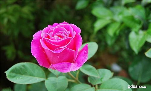 月季花如何进行科学养殖？养护方法和管理技巧有哪些