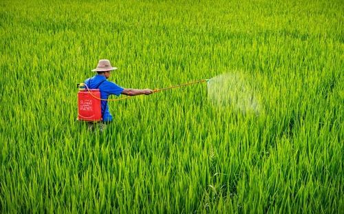 4. 桔子树采摘后如何进行一次清园？