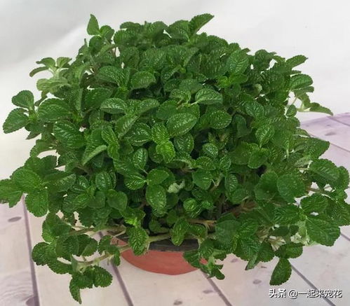 花叶俱佳， 观赏价值高的紫薇