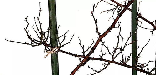 肉质根植物的水培技巧